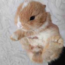 КРОЛИКИ  Декоративные. - Мини. Малыши. Красивые. Ручные.  и КЛЕТКИ.