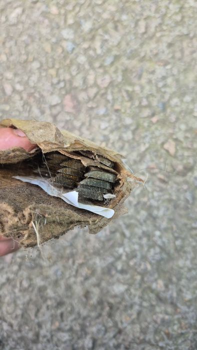 Стрегательная машинка для овец takumi 9002