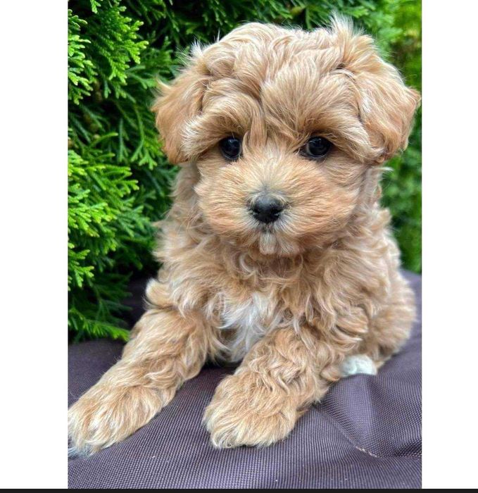 maltipoo maltańczyk pudel toy red brown