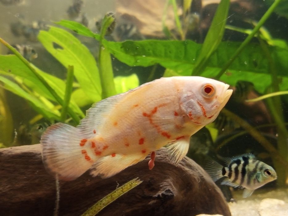 pielęgnica Pawiooka Oskar Red Tiger Albino