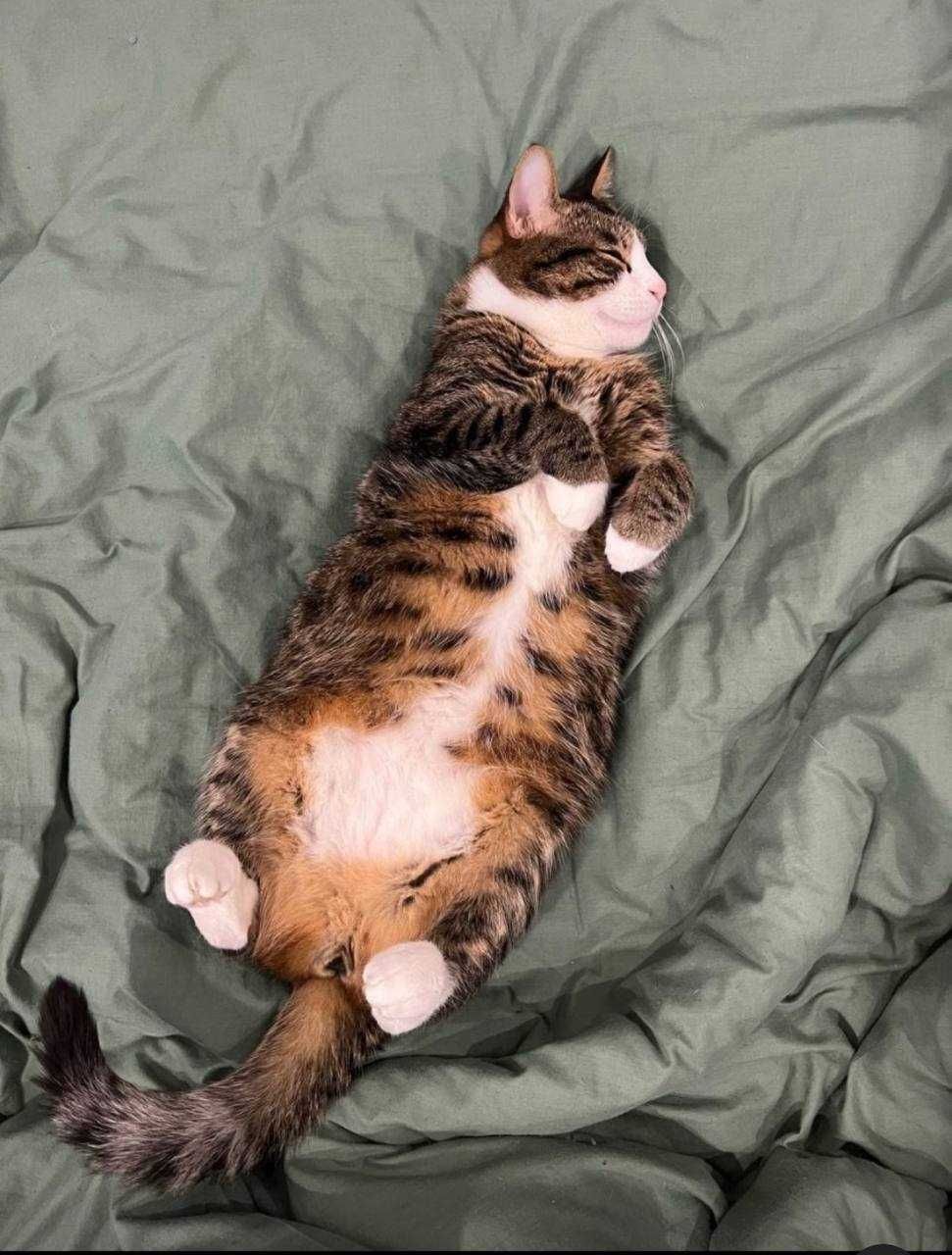 Cuido do seu cão ou gato em Maia / Porto