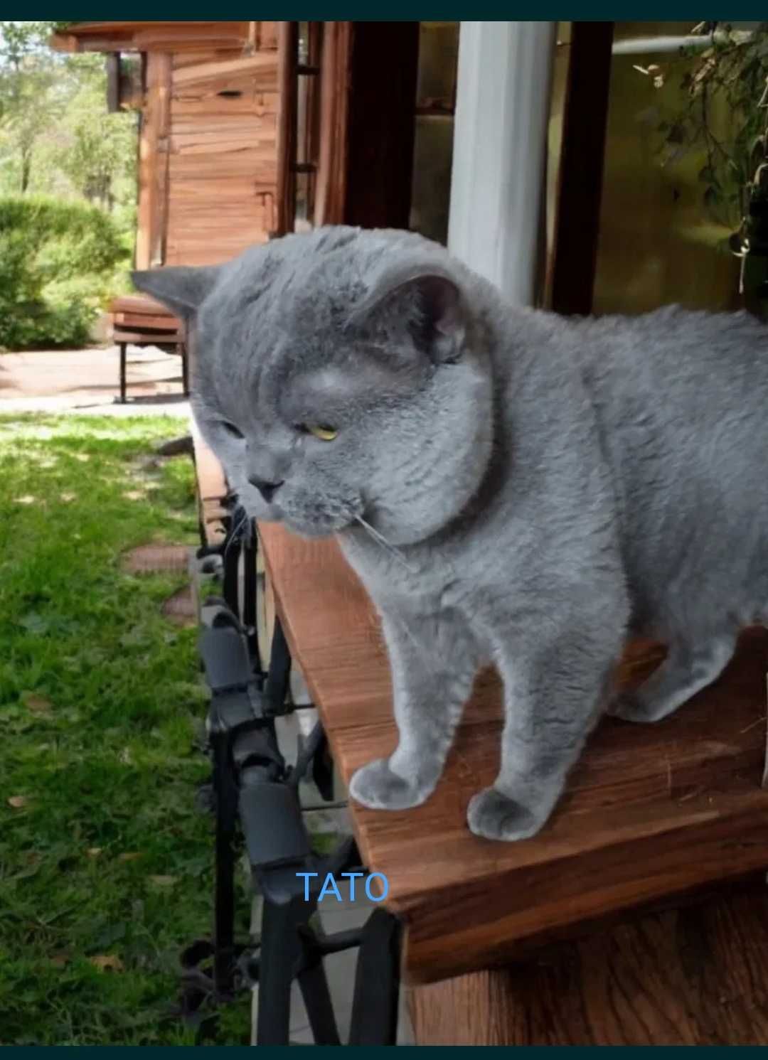 Продаються кошенята