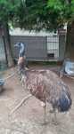 Emu , struś sprzedam, zamienię
