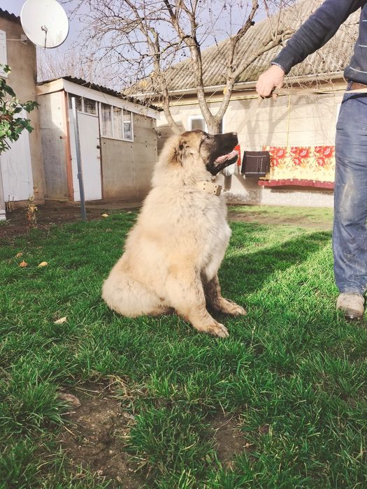 Кавказька вівчарка