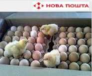 Яйцо бройлера для инкубатора
