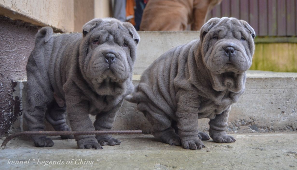 SHAR-PEI цуценята