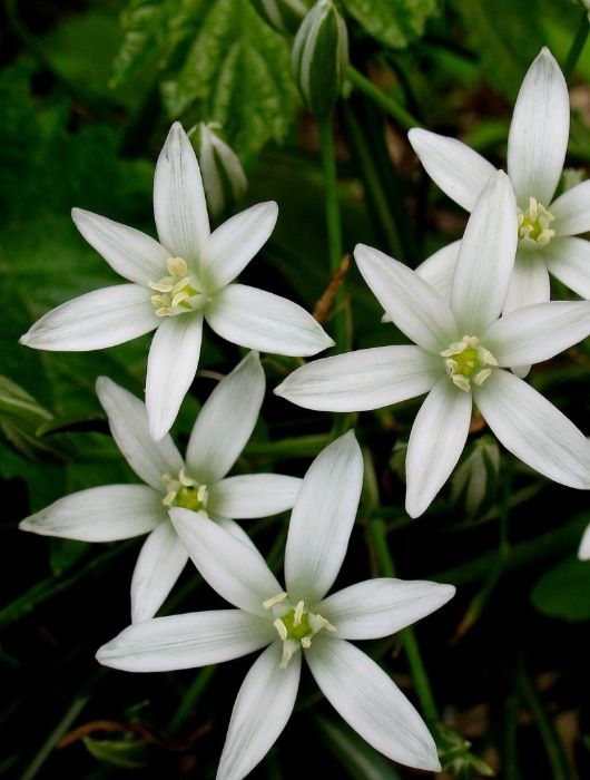 Ря́стка (Ornithogalum), Зоряний Віфлеєм, птицемлечник.