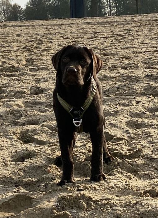 Labrador retriever szczeniak