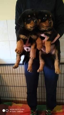 Rottweiler szczenie FCI