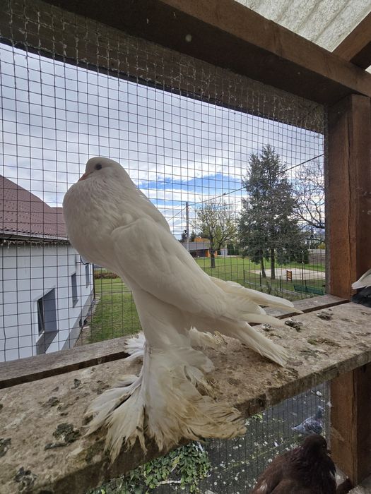 Garłacz Pomorski samica 21