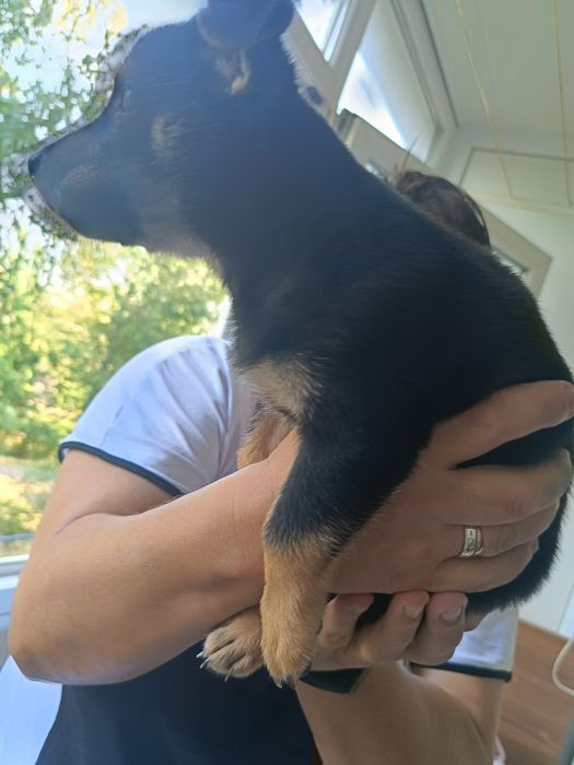 Віддам цуценя в добрі руки.