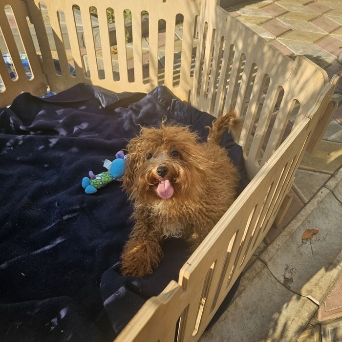 Девочка мальтипу 5 мес полностью привита готова к переезду есть достав