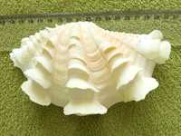 Muszla morska, przydacznia - Tridacna squamosa 15,5 cm