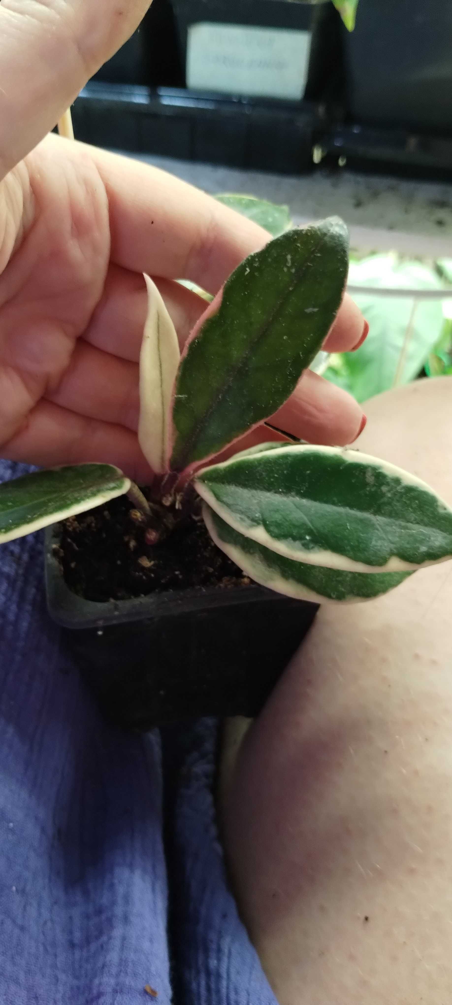 hoya flamingo dream