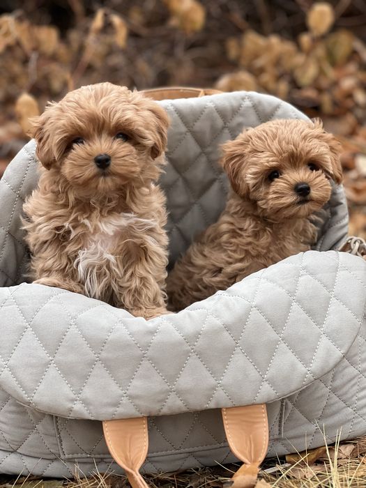 Лучшие подарки это Мальтипу!!!