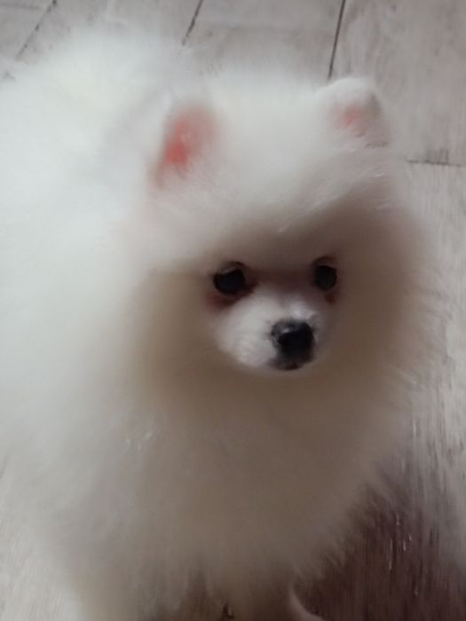 Pomeranian  suczka biała
