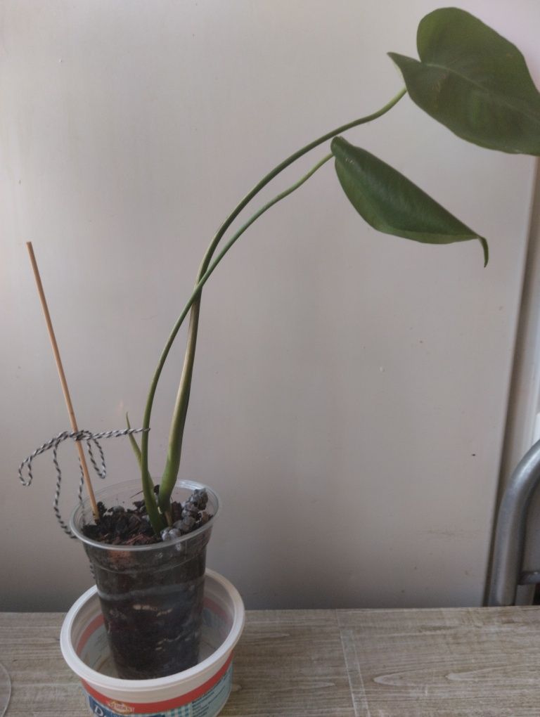 Monstera  mała stan bardzo dobry