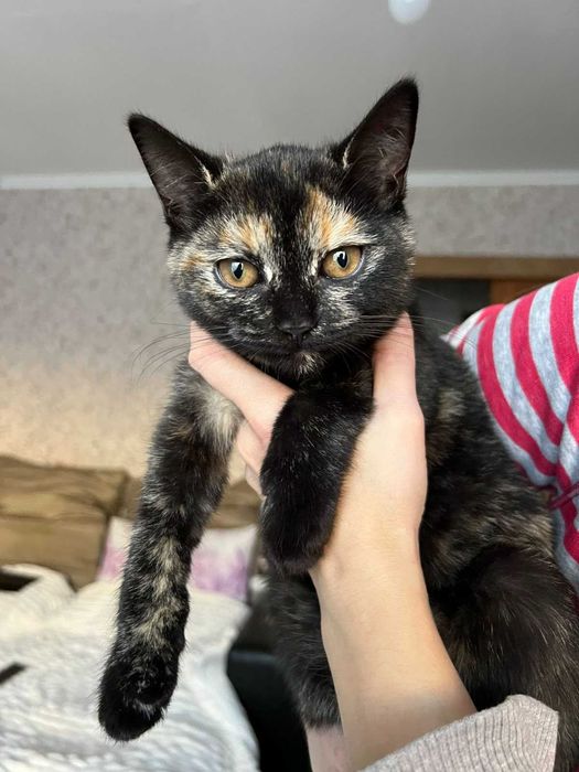 Кошенята в добрі руки