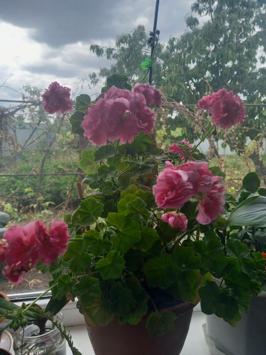 Каланхоє жовтий.