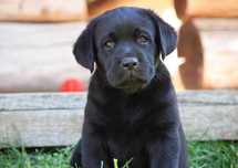 Przepiękny szczeniak Labrador Retriever