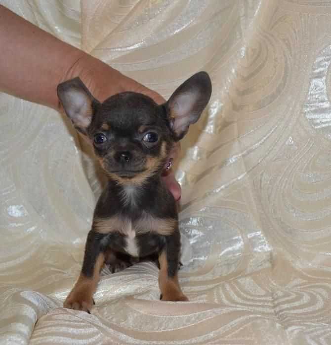 Хлопчики та дівчата Чіхуахуа різні окраси.