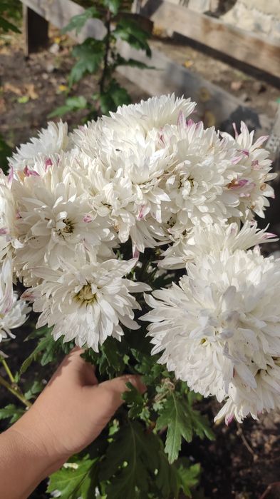 Зрізочна хризантема маточники