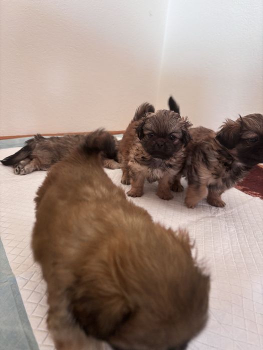 Szczeniaki Pekińczyka