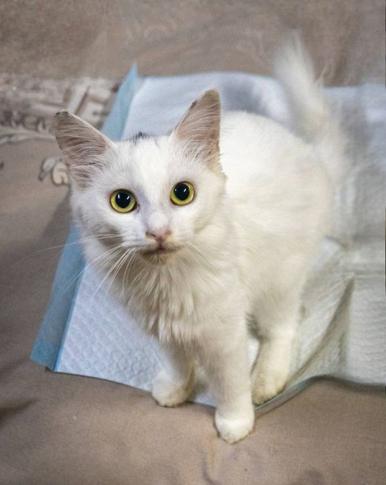 Отдам даром в добрые руки котят