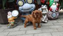 Cavalier Kinga Charles Spaniel