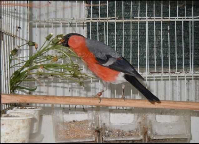 Cruza Bicos anilhados 2024/2025(varias aves)