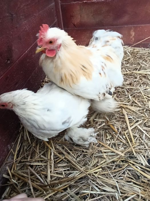 Para Kochina Miniaturowego