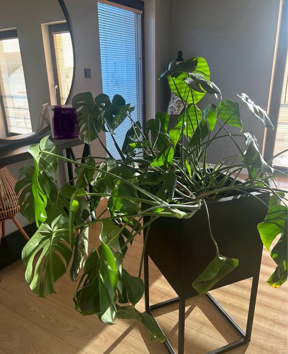 Monstera duża - piekna