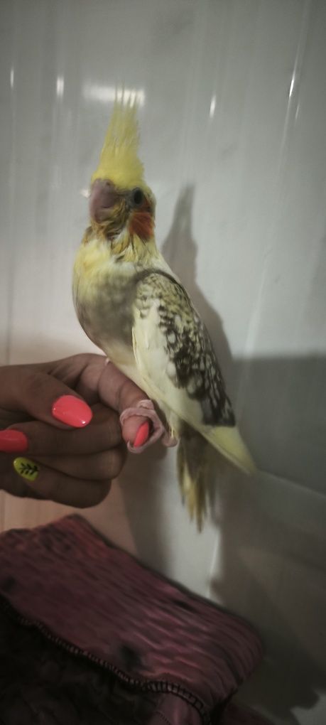 Caturras bebés acabar de criar á mão