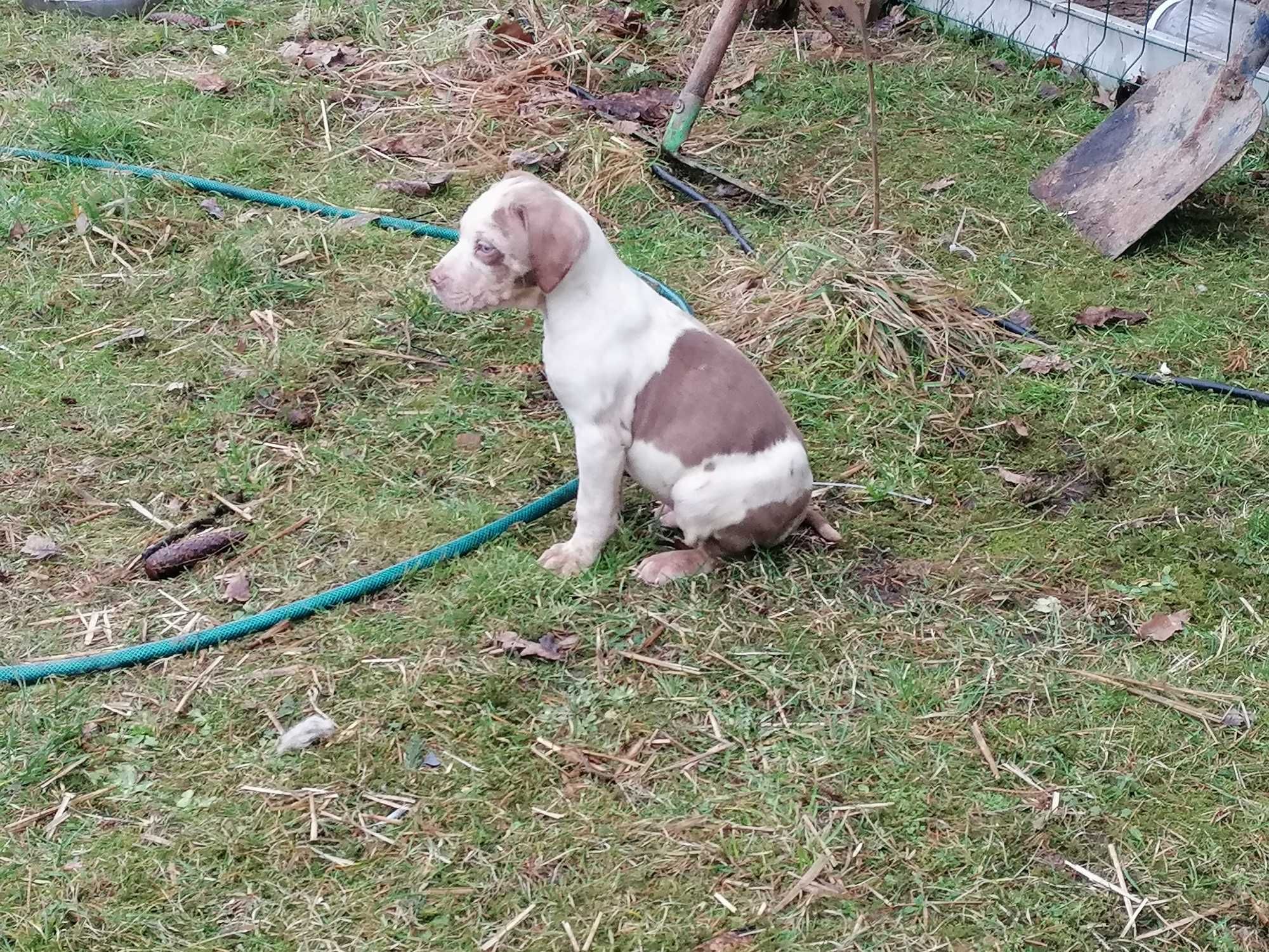 Catahoula Leopard dog szczeniak- ur 03.12.2023