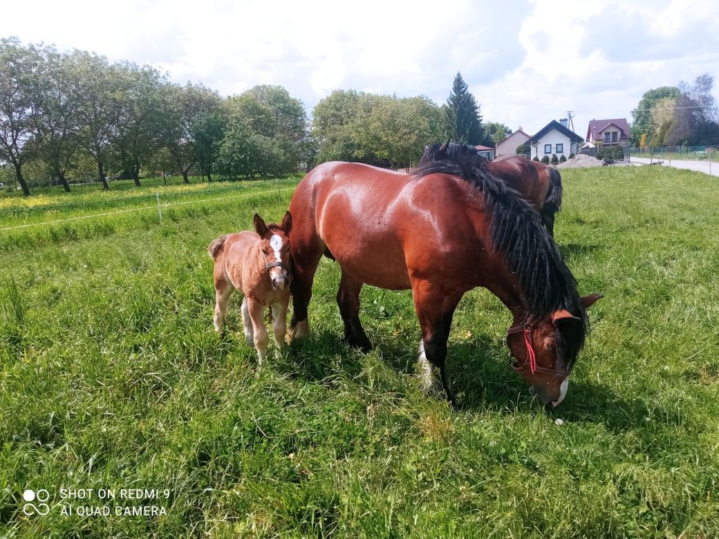 Sprzedam 2 klacze i źrebicę zimnorwistą