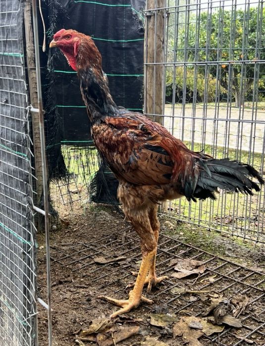 Indio Gigante Brasileiro