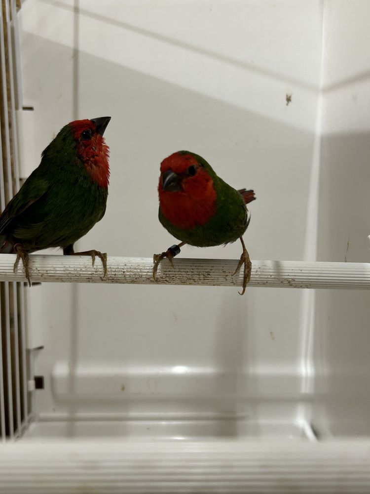 Papuzik, papuziki czerwonolice
