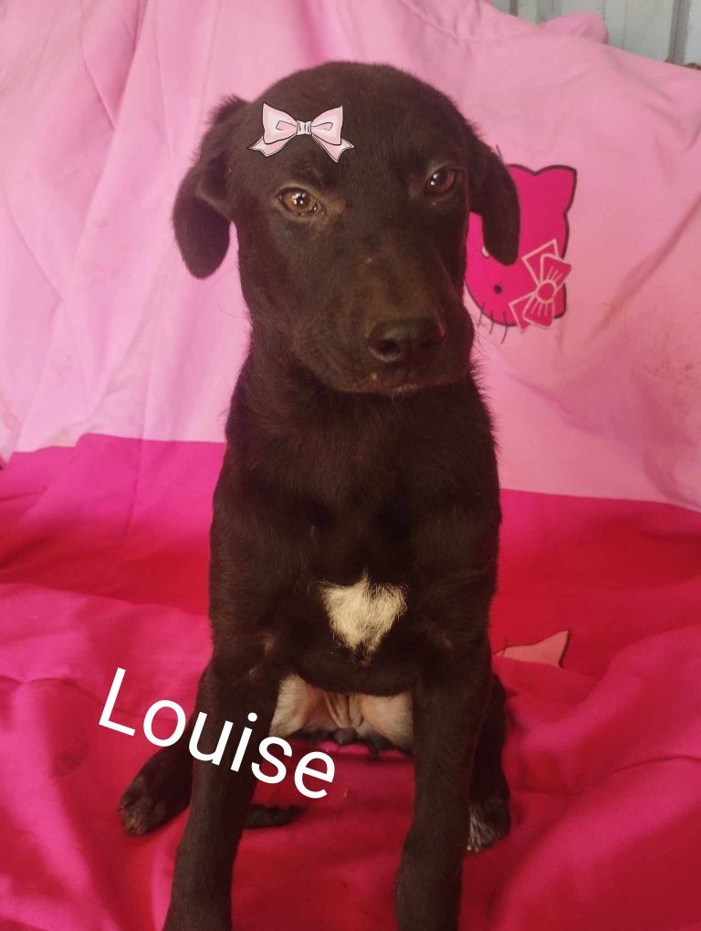 Louise para adoção muito responsável