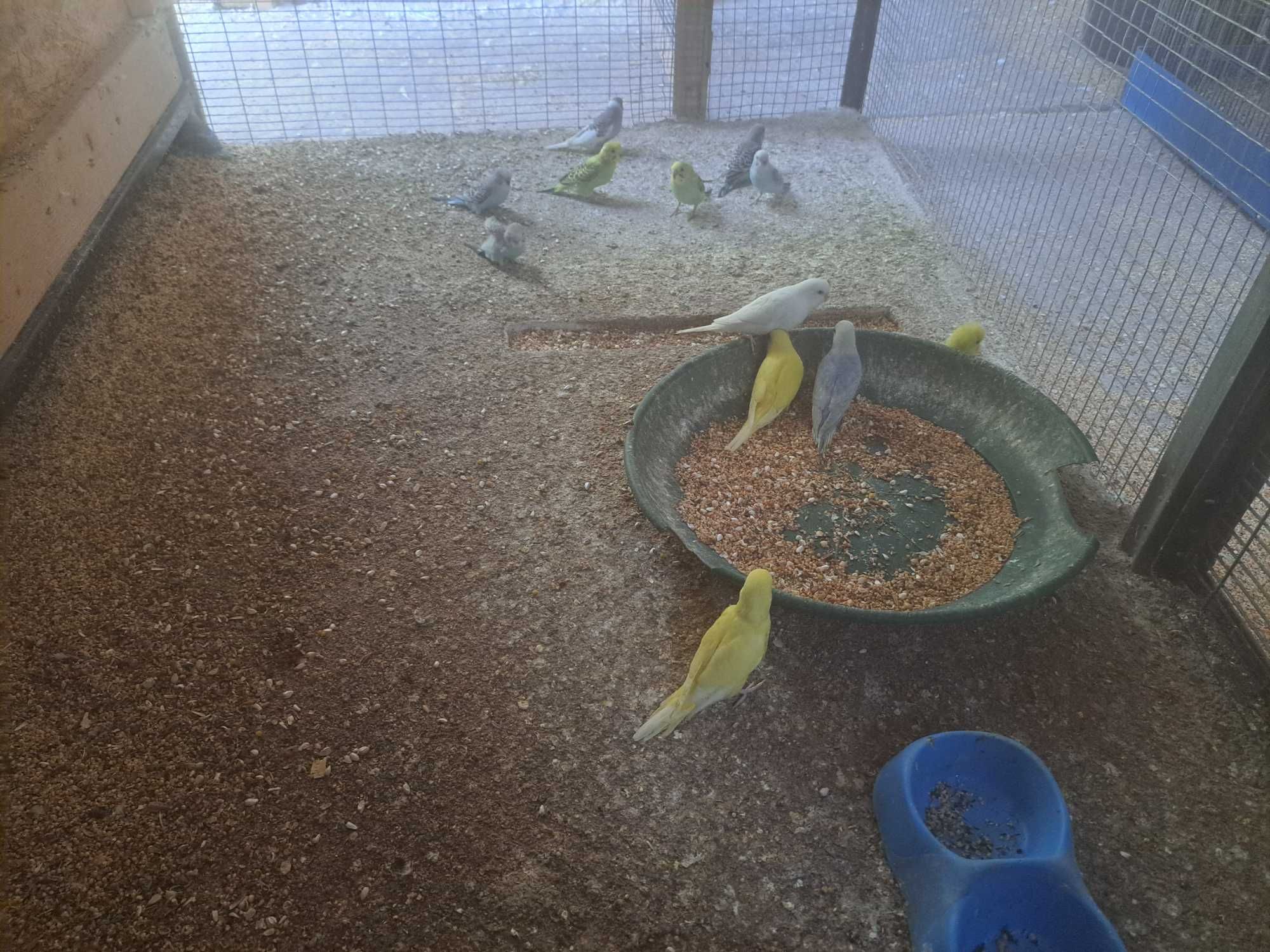 Caturras e periquitos