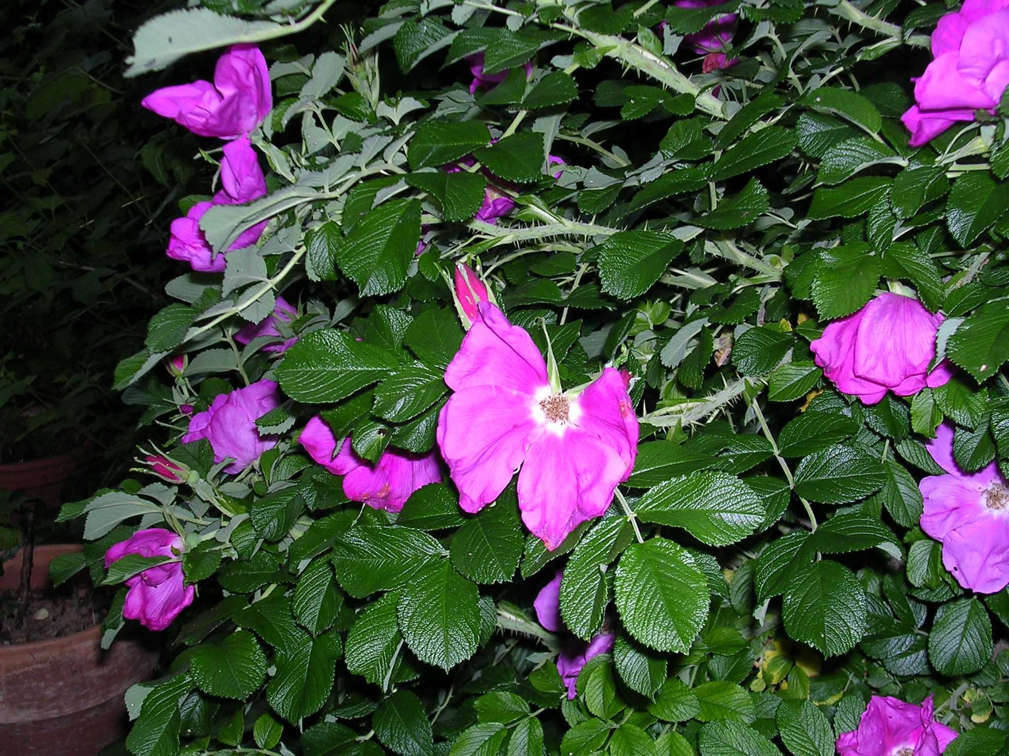 Aparat cyfrowy Nikon Coolpix 3100 + pudełko STAN KOLEKCJONERSKI
