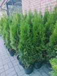 LIKWIDACJA PLANTACJI Tuja Szmaragd 170-180 cm - 65zł