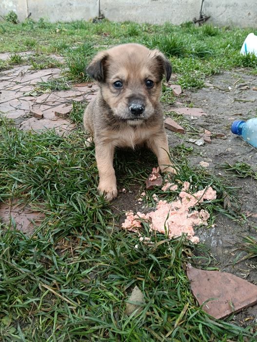 Віддам в гарну родину