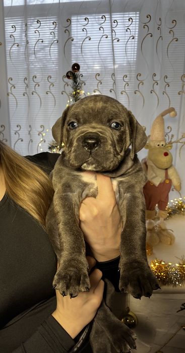 Продам щенят Кане корсо