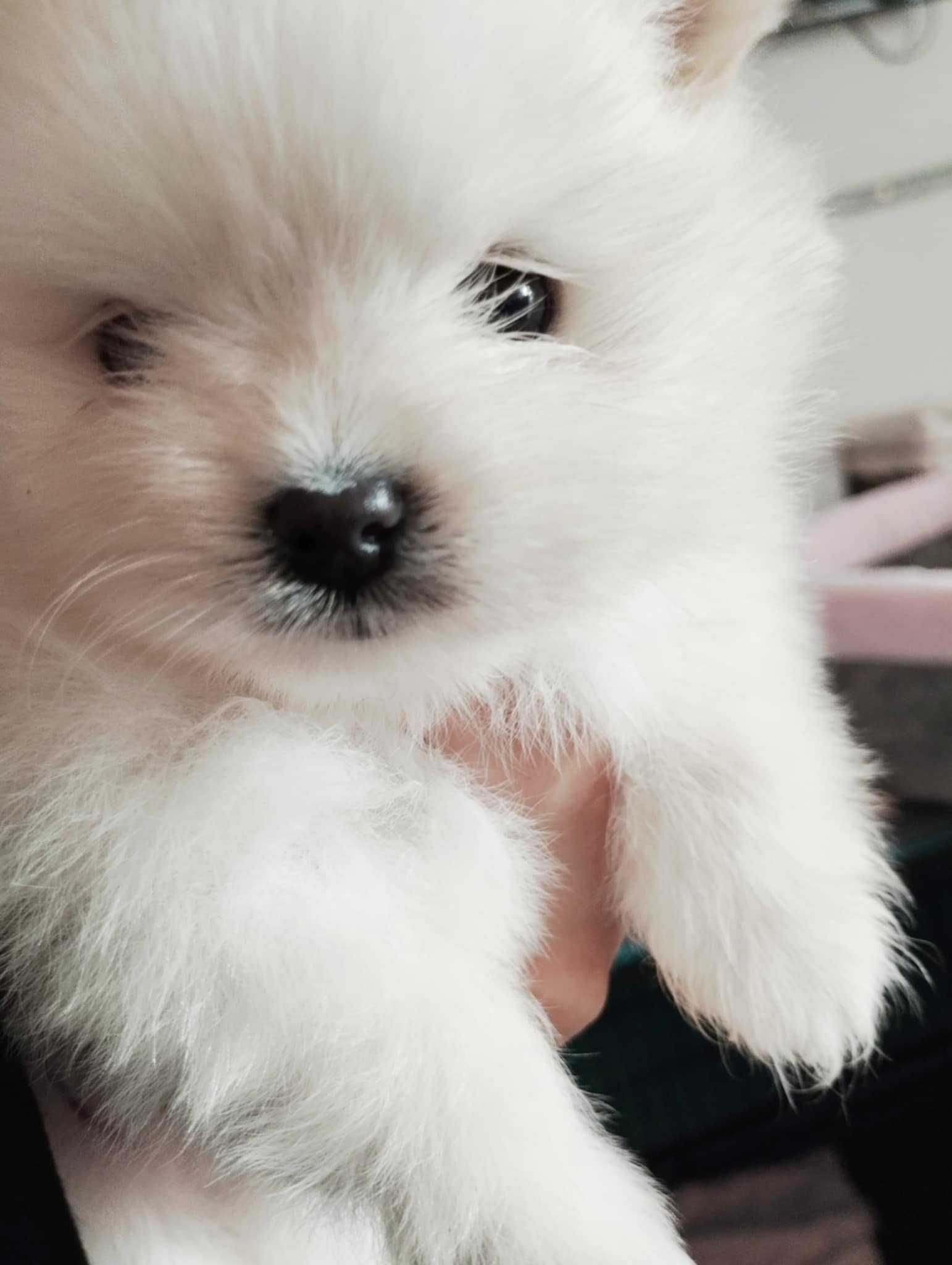 Szpic miniaturowy pomeranian linia Koreańska ZKwP FCI suczka miś