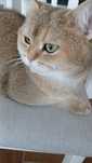 Femêa Scottish straight Golden shaded.