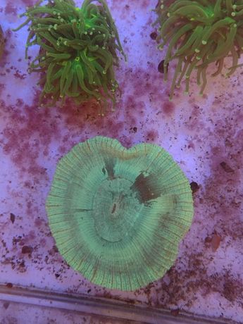 Trachyphylliazirlona  akwarium morskie 7 cm