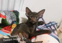 Peterbald orientalny kocurek gotowy do zmiany domku