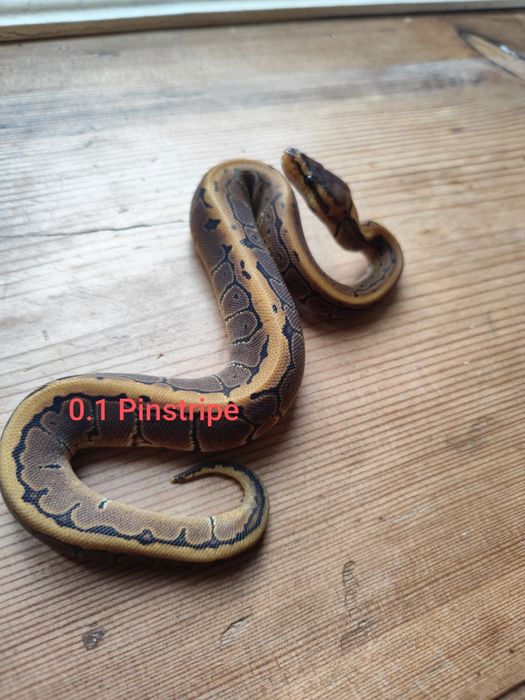 Zbożowe" węże kolorowe