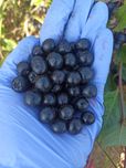 Aronia wysyłka. Cala Polska