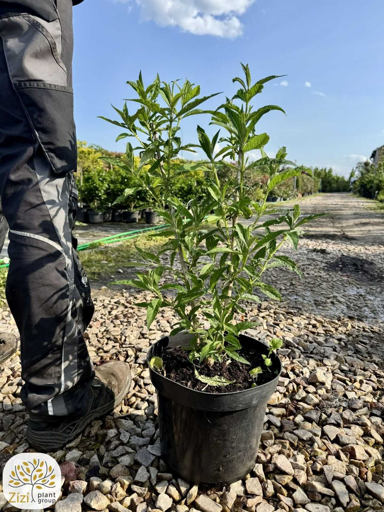 Buddleja davidii Black Knight 40-60cm, Empire Blue pień 60cm, budleja